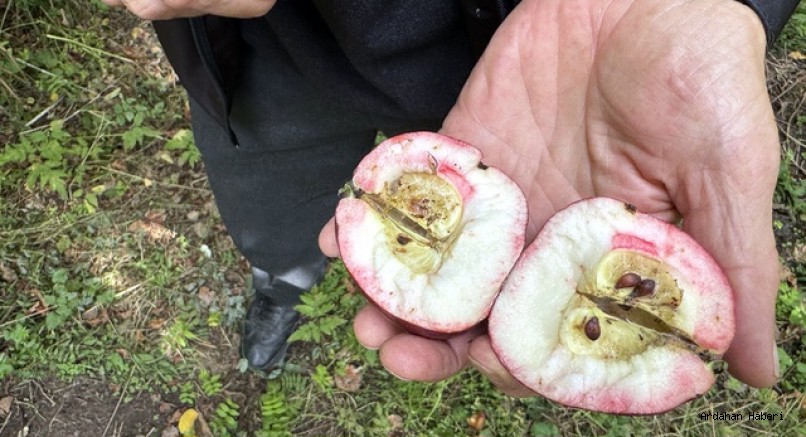 Posof ta Tescilli Kırmızı Elmanın Hasadı Başladı