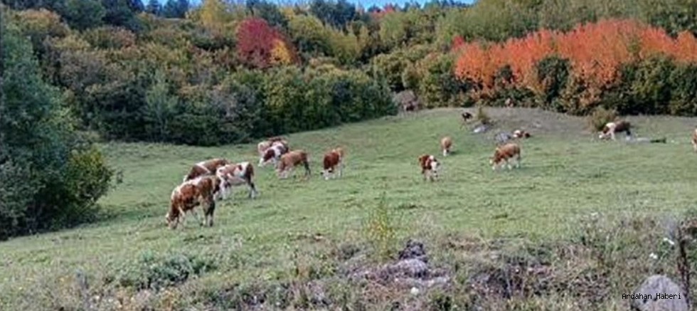 Posof’un Sonbahar Renkleri Görenleri Büyülüyor
