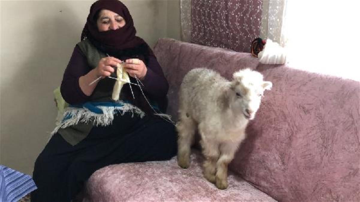 Posof'ta 5 çocuk annesi, oğlak ve kuzulara evinde bakıyor