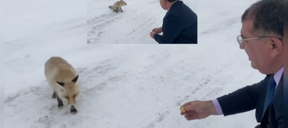 Sahara Geçidi’nde tilkiye yiyecek verdi