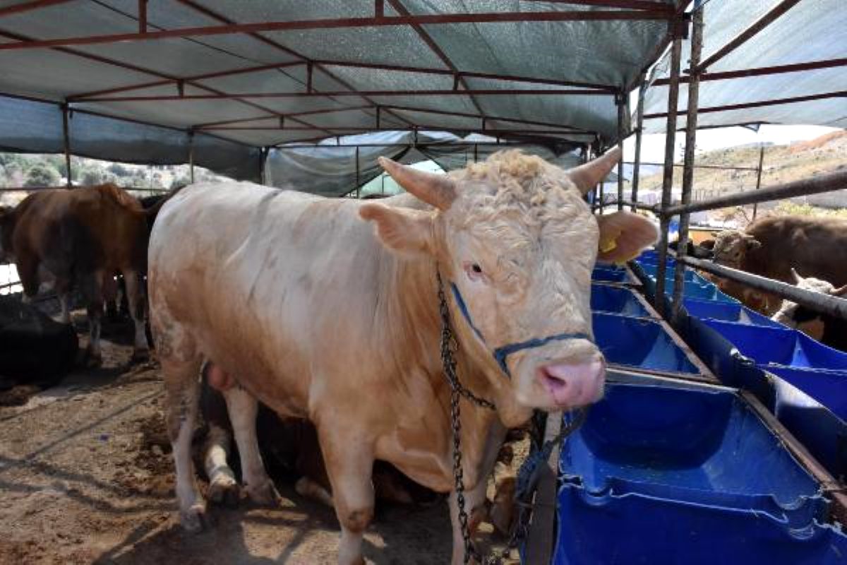 Sanal kurban pazarına yoğun ilgi