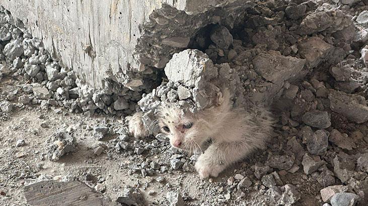 Şanlıurfa'da beton kolonun altında mahsur kalan kedi yavrusu kurtarıldı
