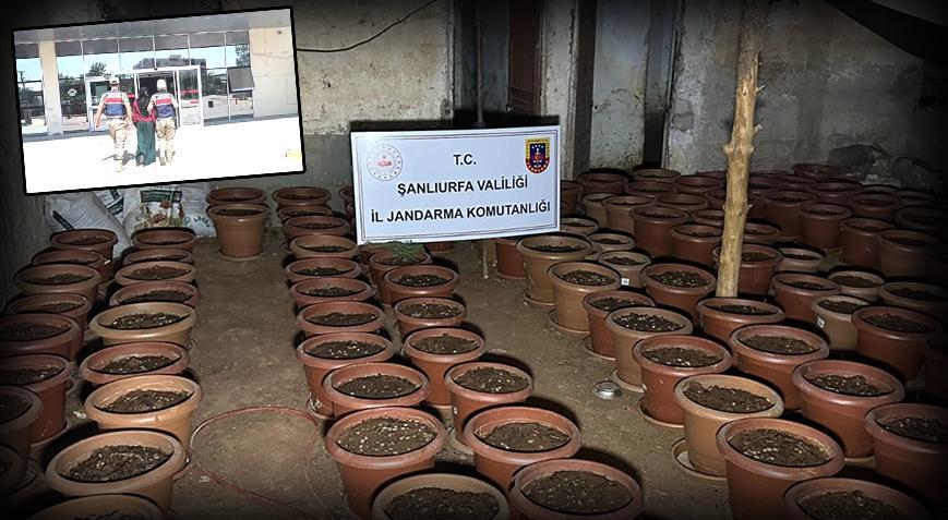 Şanlıurfa’da saksılarda kenevir ele geçirildi: 7 gözaltı