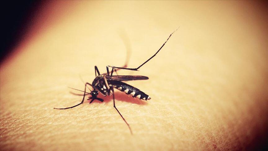 Sarı humma salgınında ölü sayısı yükseliyor!