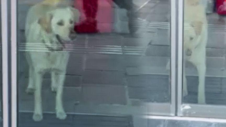 Sarıyer'deki bankada 'beyaz' panik! Alarm devreye girdi gerçek şaşkına çevirdi