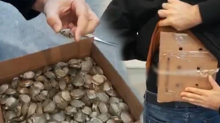 Sarp Sınır Kapısı'nda, 250 istilacı su kaplumbağası ele geçirildi
