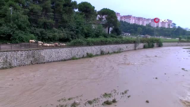 Sele kapılan büyükbaş hayvanlar çevredekilerin yardımıyla kurtarıldı
