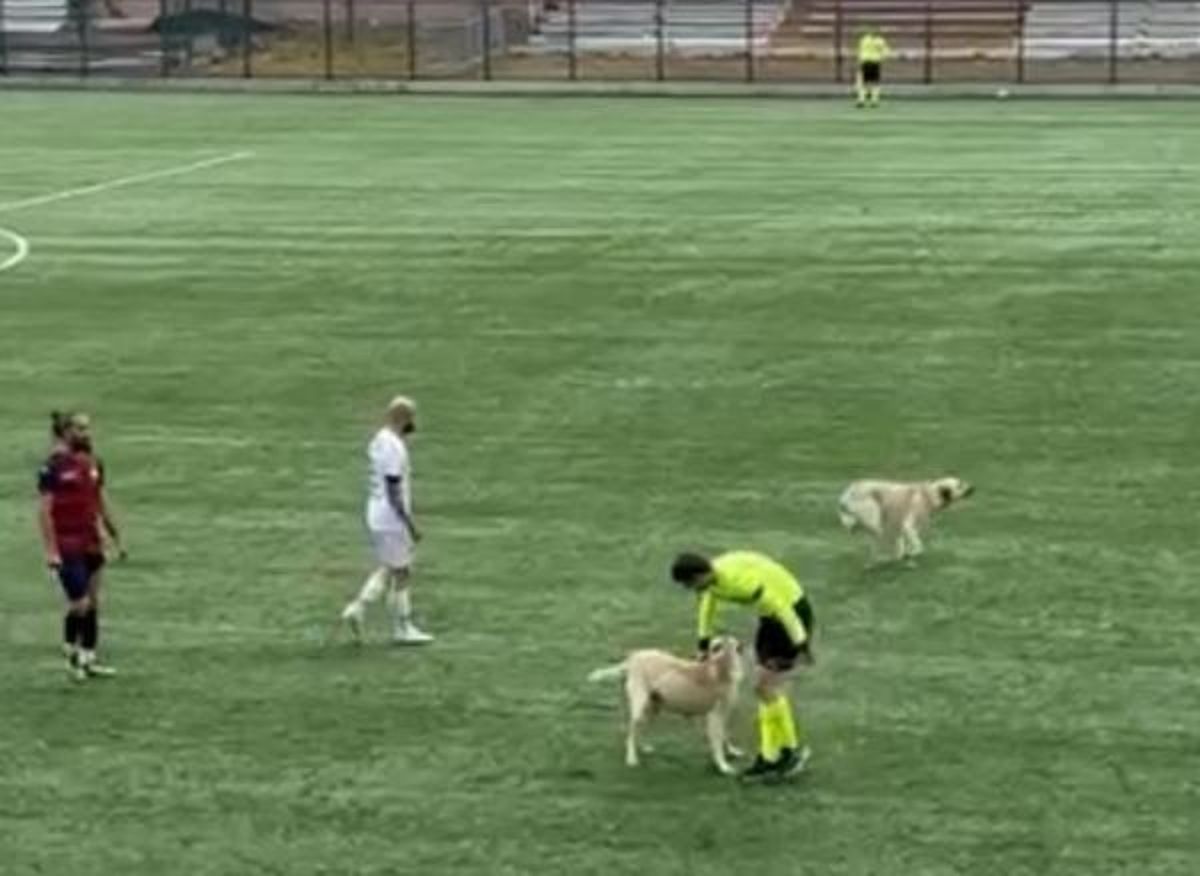 Serhat Ardahanspor ile Rize Özel İdarespor Arasındaki Maçta Köpekler Sahaya Girdi