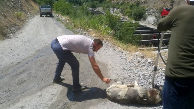 Sıcakta bayılan köpek tedavi altına alındı