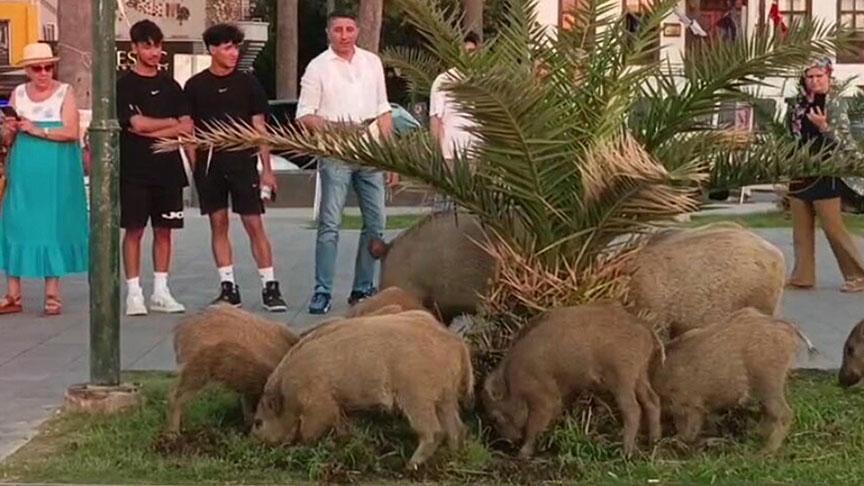 Şok eden manzara! Yaban domuzu sürüsü, ilçe merkezine indi