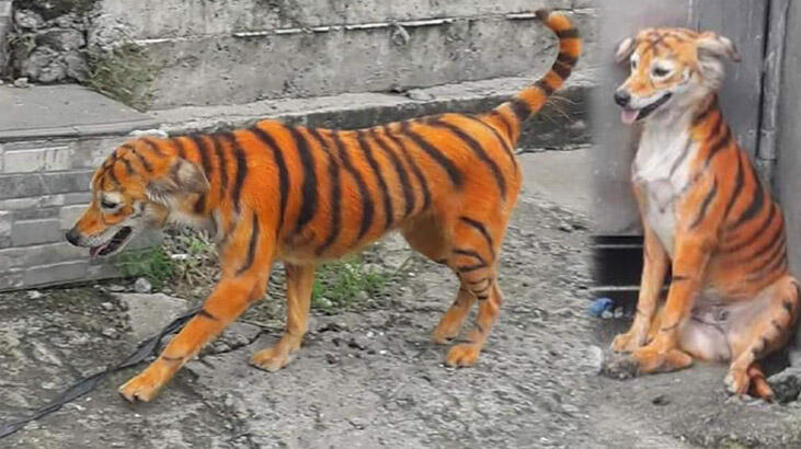 Sokakta yürürken görenler gözlerine inanamadı!