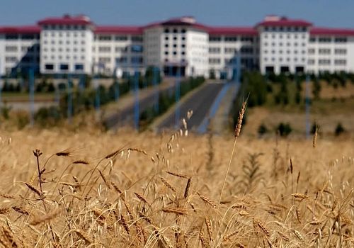 13 Bin Yıllık Ata Tohumu Kavılca Buğdayı Projesi Ardahan da hayata geçirildi.