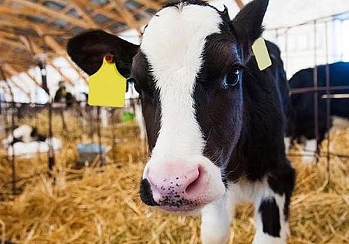 2024 Yılı 2. Dönem Büyükbaş Hayvancılık Destekleme Başvuruları 2 Nisan’da Başlıyor