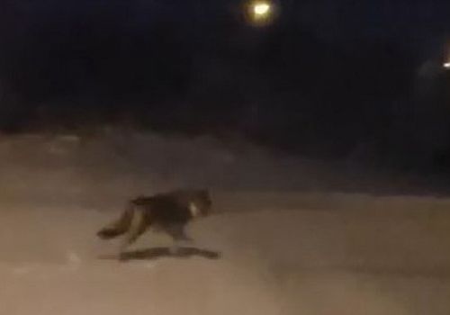 Aç kalan kurtlar Ardahan da mahalleye kadar geldi