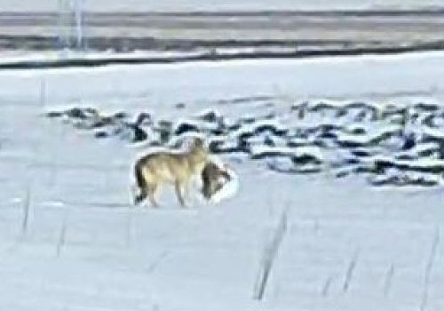 Aç kurt, Ardahan’a bağlı Küçük Sütlüce köyü yakınlarında leşi kapıp uzaklaşırken görüntülendi