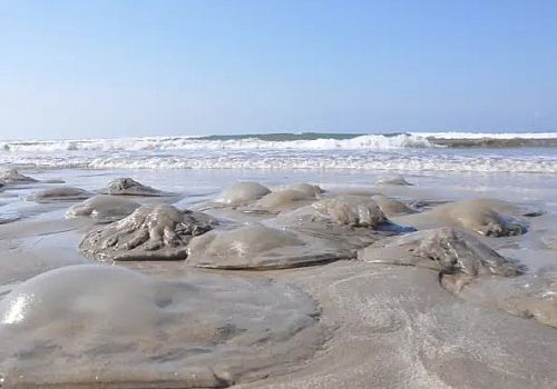 Adana ve Mersin Kıyılarında ‘Deniz Anası’ İstilası: Uzmanlardan Kritik Uyarı!