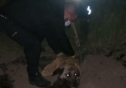 Ağrı'da asfalt zifti birikintisine düşen köpeği itfaiye kurtardı