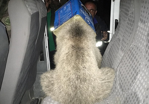 Ağrı'da kafası kutuya sıkışan ayı yavrusunu itfaiye ekipleri kurtardı