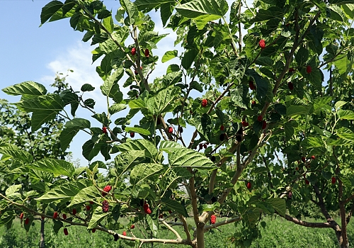 Ağrı Dağı eteklerindeki çorak araziyi meyve ağaçlarıyla vahaya dönüştürdü