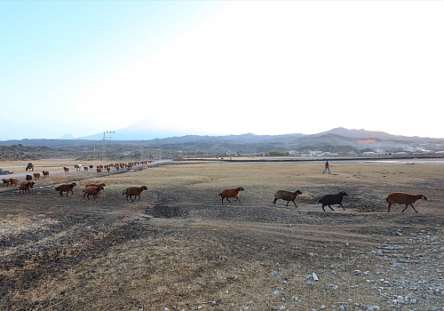Ağrı Dağı'ndaki küçükbaş hayvanların suya kavuşma anı kameraya yansıdı