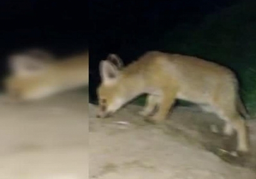 Annelerinin yiyecek getirmesini bekleyen yavru tilkilerin sevimli halleri kameralara yansıdı