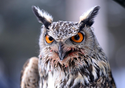 Arazide soğukların etkisiyle bitkin halde bulunan puhu kuşu tedavisinin ardından doğaya bırakıldı