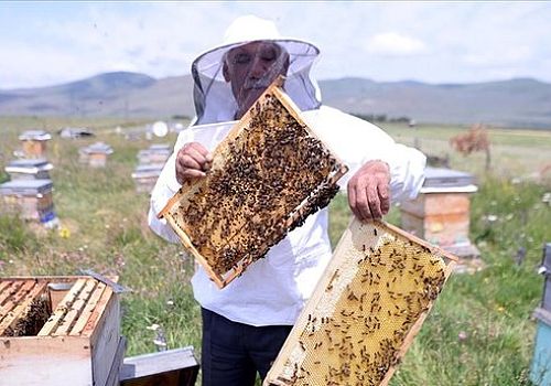Ardahan çiçek balında sağım başladı 