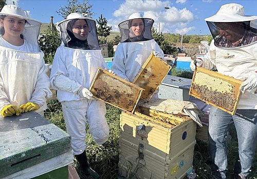 400 tonu aşan rekolte bekleniyor.