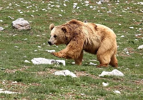 Ardahan da 22 yaşındaki genç, ayı saldırısına uğraması sonucu hayatını kaybetti.