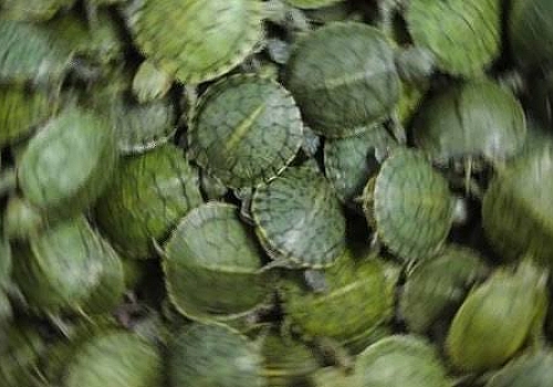 Ardahan'da 4 bin 560 su kaplumbağası ele geçirildi