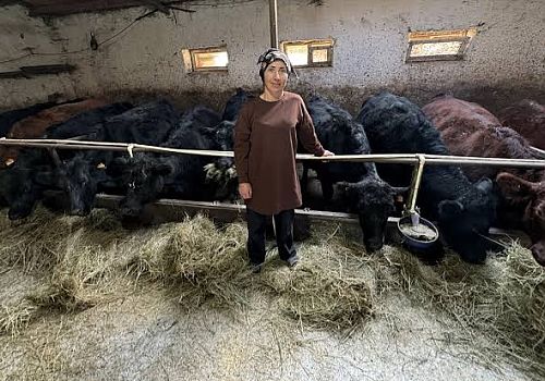 Ardahan’da 90 Üreticiye 1350 Büyükbaş Hayvan Hibe Ediliyor