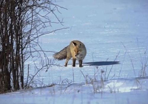 Ardahan’da aç kalan tilkiler kar altında bulunan fareleri hareketlerine göre izleyerek yakalıyor.