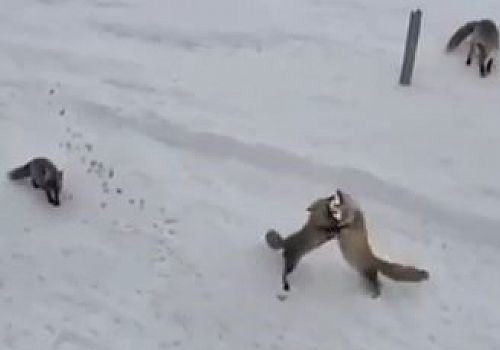 Ardahan’da Aç Kalan Tilkiler Karayolları Ekiplerince Beslendi: Ekmek Mücadelesi Kamerada