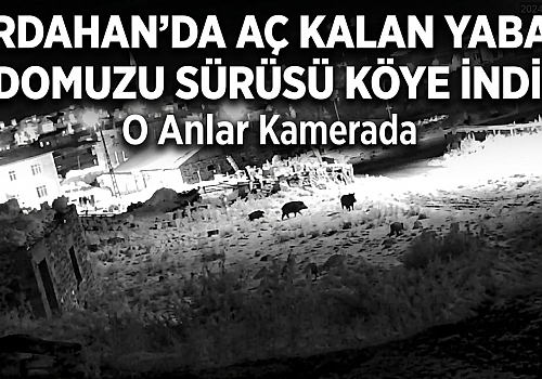 Ardahan'da Aç Kalan Yaban Domuzu Sürüsü Köye İndi: O Anlar Kamerada