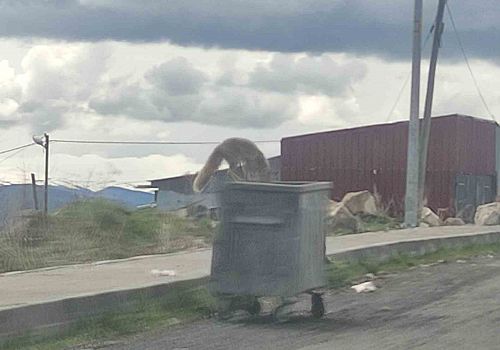 Ardahan'da Açlık Sınırı: Kızıl Tilki Şehir Merkezine İndi!
