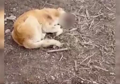 Ardahan da Ağzında tümör olan köpek tedavi altına alındı