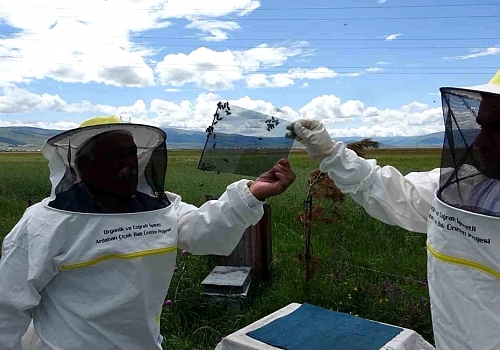 Ardahan da Altından Daha Değerli Olan Arı Zehrini Üretiliyor
