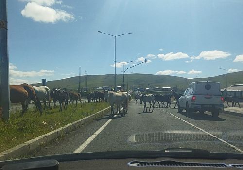 Ardahan’da anayola sık sık çıkan başıboş atlar, trafik kazalarına davetiye çıkartıyor