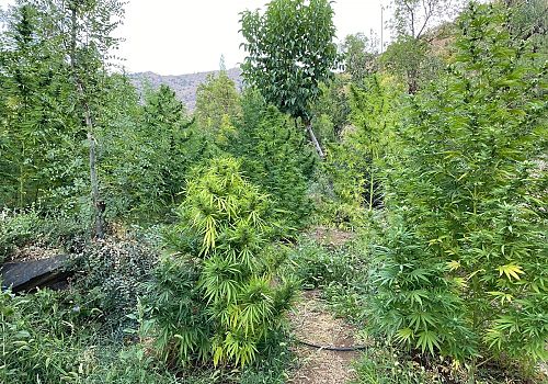 Ardahan'da arazide kendiliğinden yetişen 10 bin kök Hint keneviri imha edildi