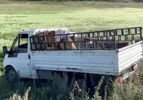 Ardahan'da arı kovanı taşıyan bir kamyonetin devrilmesi sonucu çevreye binlerce arı yayıldı 