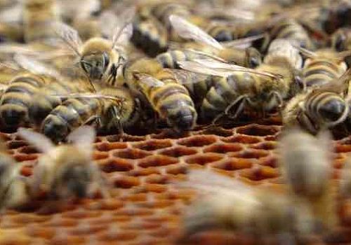 Ardahan da Arıcılar tedirgin; Sağanak yağışlar bal verimini olumsuz etkiliyor