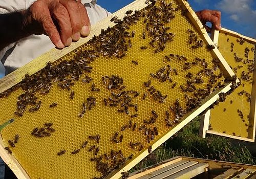 Ardahan’da arılar kayıp; arıcılar endişeli ve şaşkın 