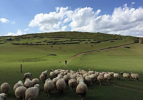 Ardahan'da, aylık 12 bin TL maaşlı çoban aranıyor.