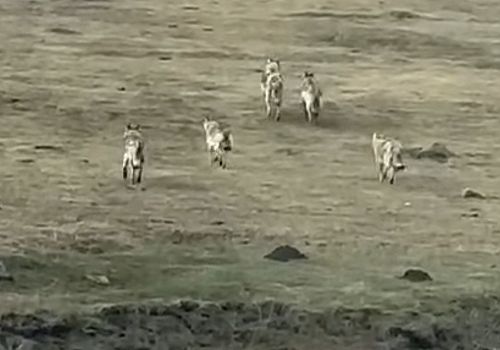 Ardahan’da Bahar Müjdesi: Kar Çiçekleri Açtı, Kurtlar Sahneye Çıktı