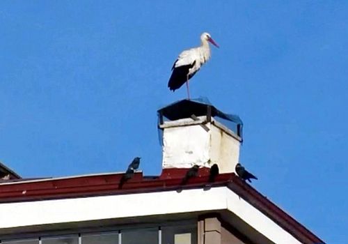 Ardahan’da Baharın Müjdecisi Leylekler Bu Yıl Erken Geldi