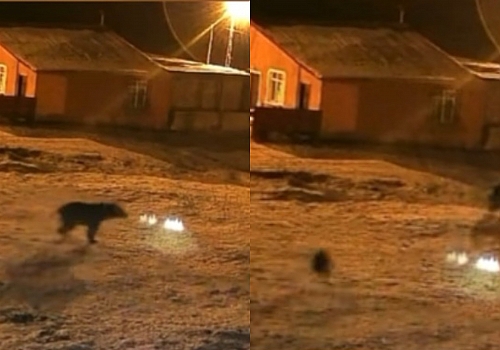 Ardahan'da bahçeye giren ayı köpeklerin saldırısına uğradı