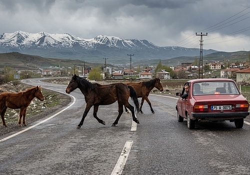 Ardahan’da Başıboş Atlar Tehlike Saçıyor