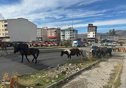 Ardahan’da Başıboş Atlar Trafik Güvenliğini Tehdit Ediyor