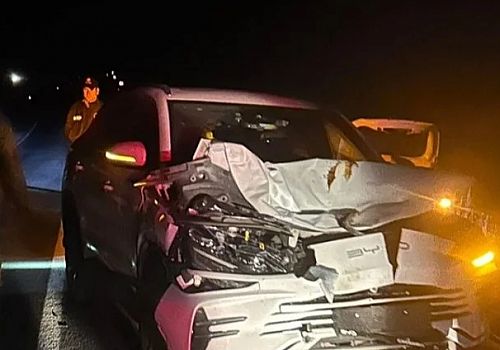 Ardahan da Başıboş hayvan sorunu trafik güvenliğini tehdit ediyor