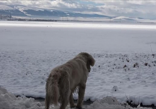 Ardahan'da beyaz güzellik